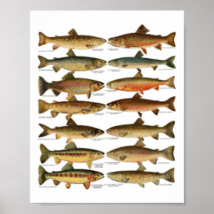 Soorten Forel Vissen Soort Vissen Cadeau Poster