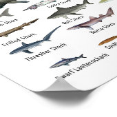 Soorten haaien lijst Value Poster Paper (Matte) (Hoek)