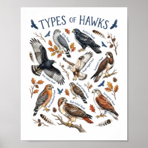 Soorten Haviken Aquarel Vogel Natuur Kunst Poster