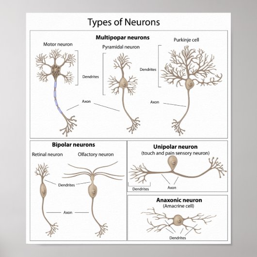Soorten Neuron-poster Poster (Voorkant)