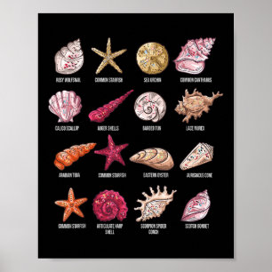 Soorten Seashells Beach Shelling Conch Zee Shell Poster