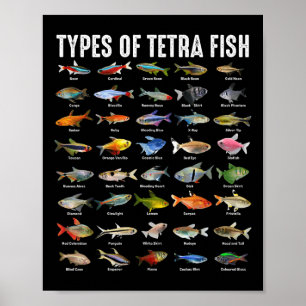 Soorten Tetra Vissen - Tetras Aquarium Vissen Soor Poster