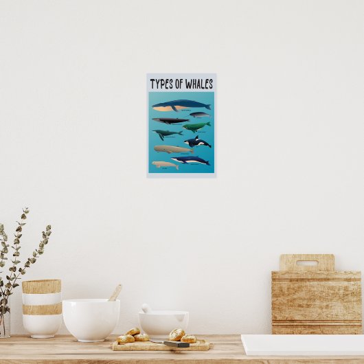 Soorten walvissen en zoogdiervariëteiten poster (Keuken)