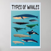 Soorten walvissen en zoogdiervariëteiten poster (Voorkant)
