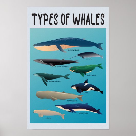 Soorten walvissen en zoogdiervariëteiten poster (Voorkant)