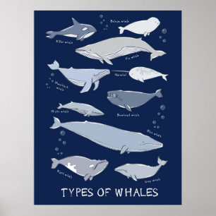 Soorten walvissen Ocean Mammal Variety Poster