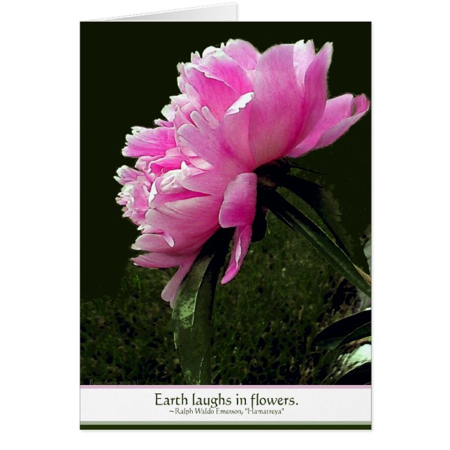 Sorbet Peony Card (Voorkant)