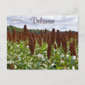 Sorghum Gewas in Delaware Briefkaart (Voorkant)