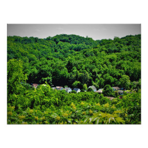 Sorins Roots Foto Afdruk