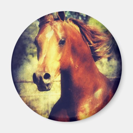 Sorrel Arabian Magneet (Voorkant)