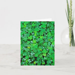 Sorrel Du Bois Au Printemps