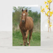 Sorrel Gelding Trots naar camera Kaart (Gele Bloem)