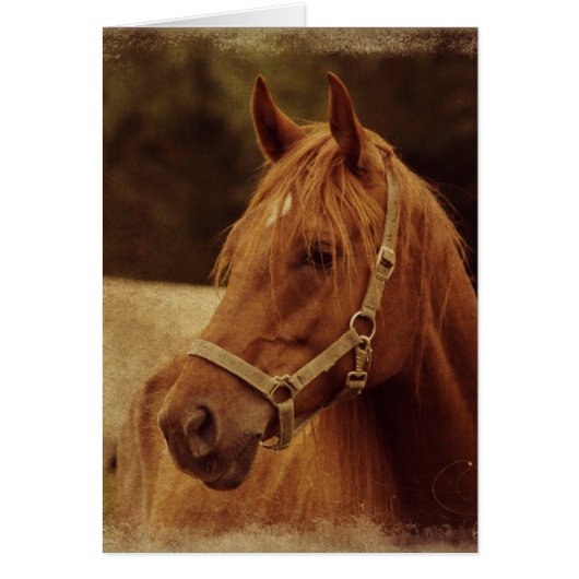 Sorrel Horse Grunge (Devant)