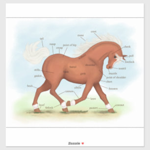 Sorrel Horse of Pony Equine Anatomy Chart Sticker