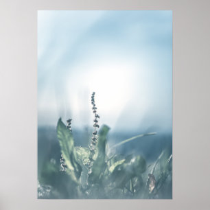 Sorrel Plant Natuur Foto Poster