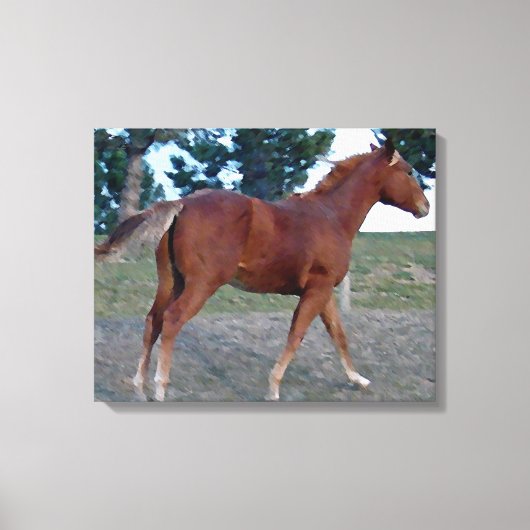 Sorrel Yearling Canvas Afdruk (Voorkant)