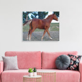 Sorrel Yearling Canvas Afdruk (Insitu (Woonkamer))