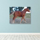 Sorrel Yearling Canvas Afdruk (Insitu (Houten vloer))