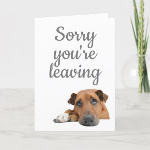 Sorry dat je een verdrietige hond leeg laat kaart