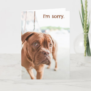 Sorry, excuuskaartje met schuldige hond kaart