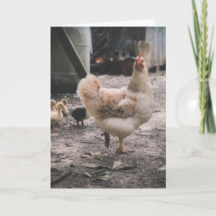 Sorry for being such a chook kaart