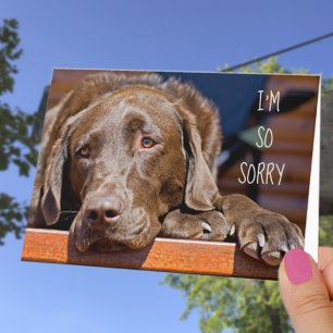 Sorry Labrador Retriever Verjaardag Gemist Kaart