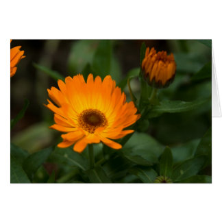 Souci orange | Orangefarbene Ringelblume