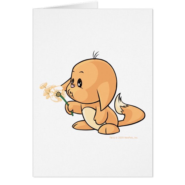 Souhait de Kacheek orange (Devant)