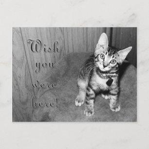 Souhaitez-vous être ici - carte postale chaton mig