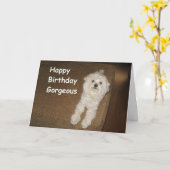 Souhaits maltais d'anniversaire pour sa carte de (Fleur jaune)