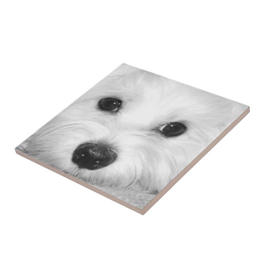 Soulful blik Maltese hond Endearing Eyes Tegeltje (Zijkant)