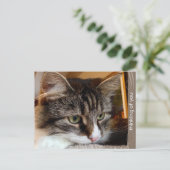 Soulful Siberian Penser de vous carte postale (Debout devant)