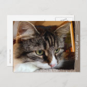 Soulful Siberian Penser de vous carte postale (Devant / Derrière)