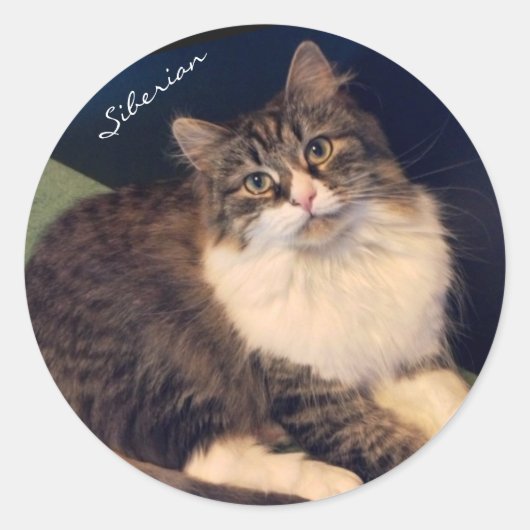 Soulful Siberische kat Stickers (Voorkant)