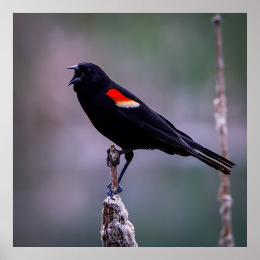 Sound Off Poster (Voorkant)