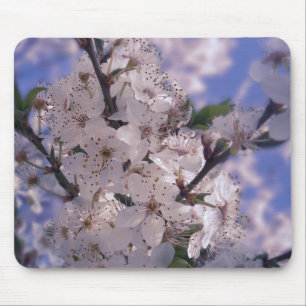 Sour Cherry Tree Blue Sky Muismat