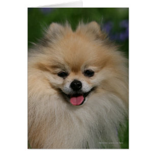 Sourire de Poméranie