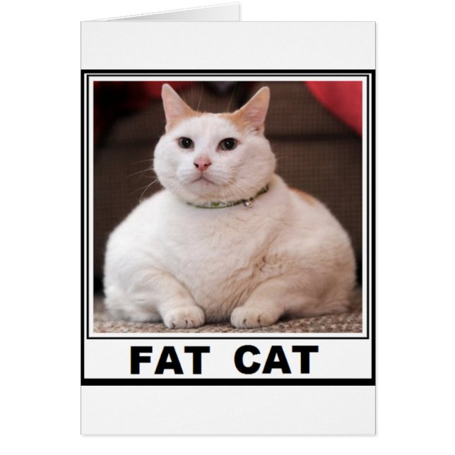 SOURIRE GRAS CAT (Devant)