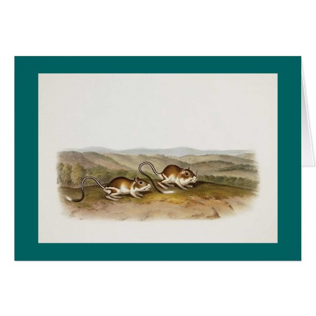 Souris d'Audubon - de Pouched Jerboa (Devant horizontal)
