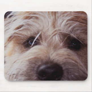 Souris fin de visage de chiot vers le haut de tapis de
