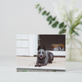 Souris la carte postale de l'Heeler bleu (Debout devant)