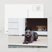 Souris la carte postale de l'Heeler bleu (Devant / Derrière)