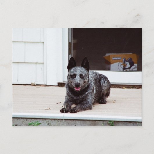 Souris la carte postale de l'Heeler bleu (Devant)