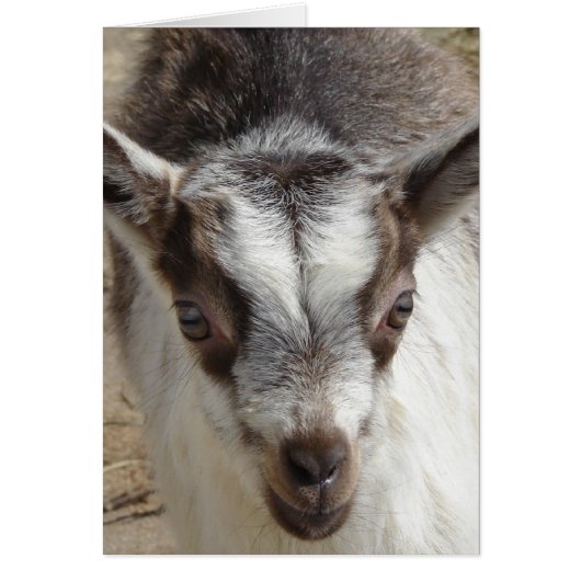 Souris la chèvre (Devant)