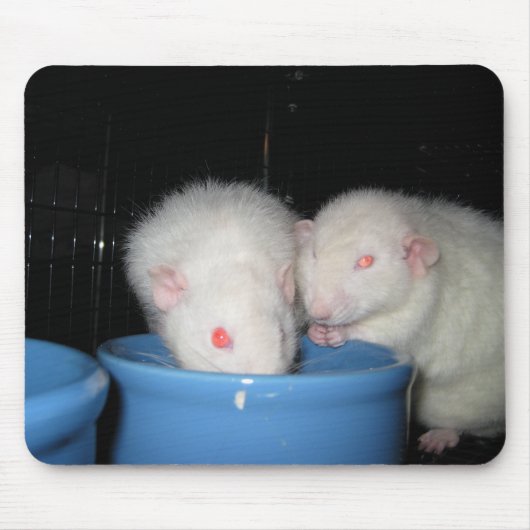 Souris Pas un tapis de souris… (Devant)