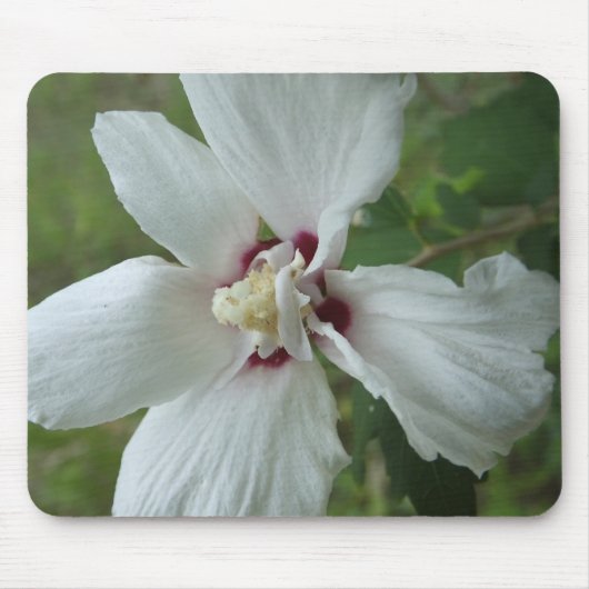 Souris Tapis de fleurs (Devant)