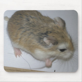 Souris Tapis de hamster