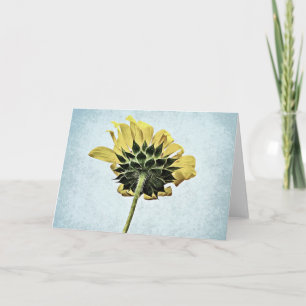 Sous La Carte Blanche Tournesol