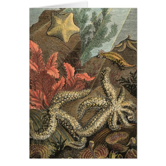 Sous la mer (Devant)