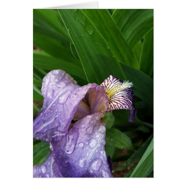 sous la pluie (Devant)